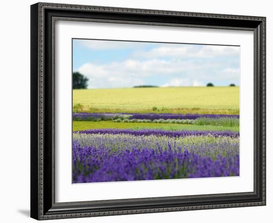 English Lavender Field 2-Toula Mavridou-Messer-Framed Photographic Print