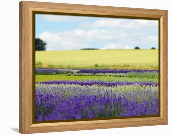 English Lavender Field 2-Toula Mavridou-Messer-Framed Premier Image Canvas