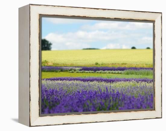 English Lavender Field 2-Toula Mavridou-Messer-Framed Premier Image Canvas