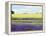 English Lavender Field 2-Toula Mavridou-Messer-Framed Premier Image Canvas