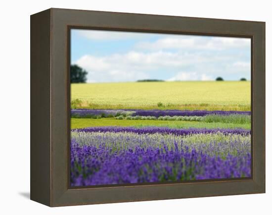 English Lavender Field 2-Toula Mavridou-Messer-Framed Premier Image Canvas