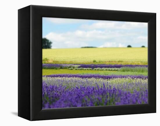 English Lavender Field 2-Toula Mavridou-Messer-Framed Premier Image Canvas