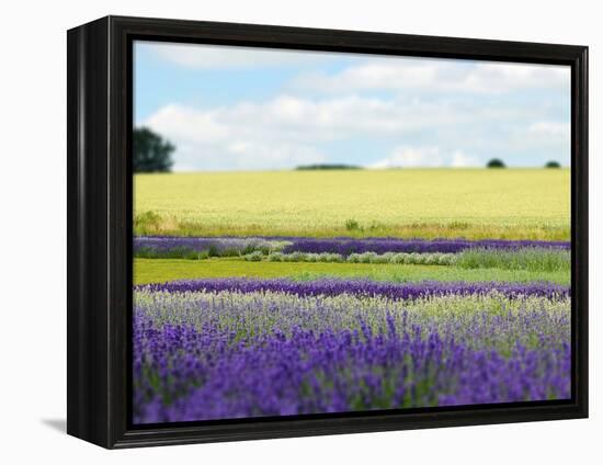 English Lavender Field 2-Toula Mavridou-Messer-Framed Premier Image Canvas