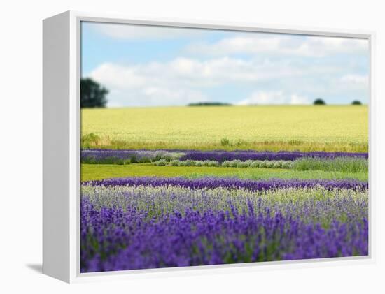 English Lavender Field 2-Toula Mavridou-Messer-Framed Premier Image Canvas