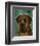 English Mastiff (Brindle)-John W^ Golden-Framed Art Print