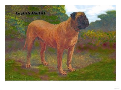 champion mastiff