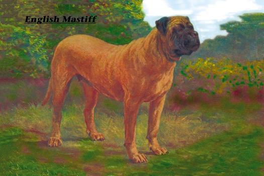 Mastiff Champion' | Art.com