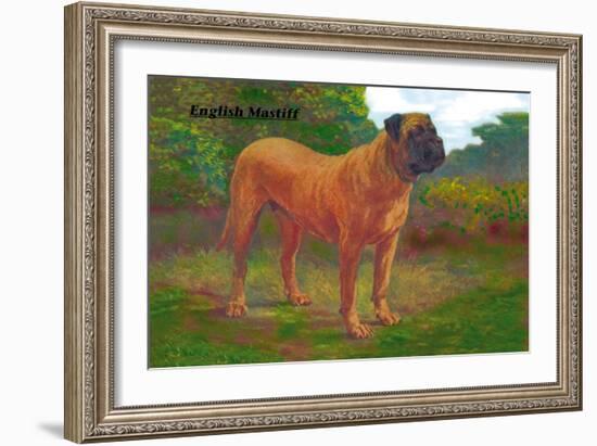 English Mastiff Champion-null-Framed Art Print