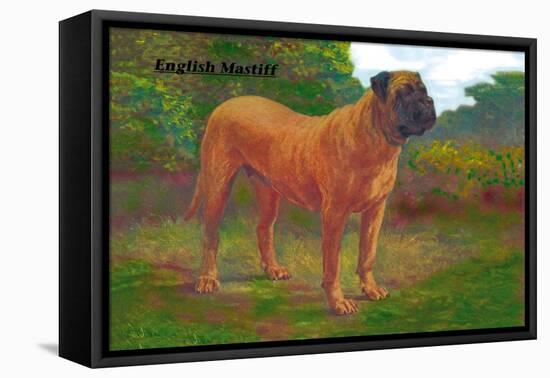 English Mastiff Champion-null-Framed Stretched Canvas