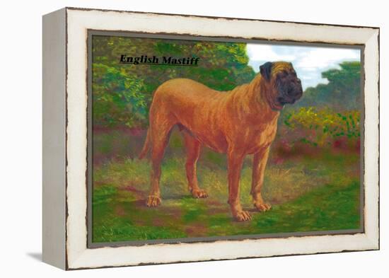 English Mastiff Champion-null-Framed Stretched Canvas