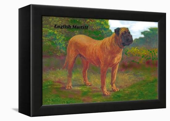 English Mastiff Champion-null-Framed Stretched Canvas