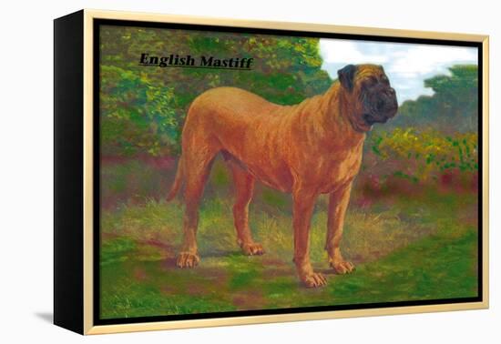 English Mastiff Champion-null-Framed Stretched Canvas