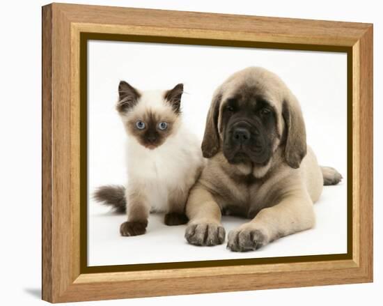 English Mastiff Puppy with Young Birman-Cross Cat-Jane Burton-Framed Premier Image Canvas