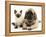 English Mastiff Puppy with Young Birman-Cross Cat-Jane Burton-Framed Premier Image Canvas