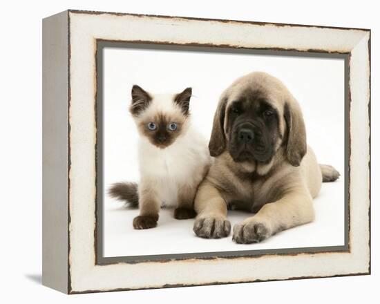 English Mastiff Puppy with Young Birman-Cross Cat-Jane Burton-Framed Premier Image Canvas