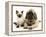 English Mastiff Puppy with Young Birman-Cross Cat-Jane Burton-Framed Premier Image Canvas