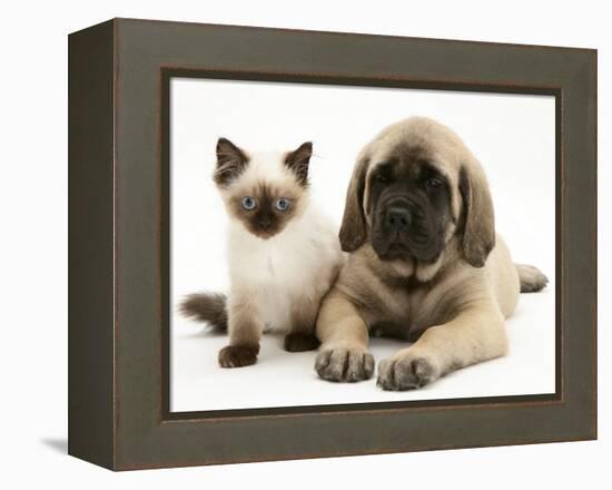 English Mastiff Puppy with Young Birman-Cross Cat-Jane Burton-Framed Premier Image Canvas