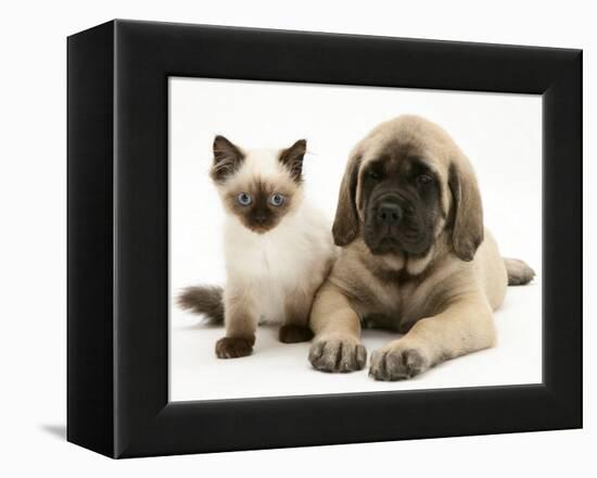 English Mastiff Puppy with Young Birman-Cross Cat-Jane Burton-Framed Premier Image Canvas