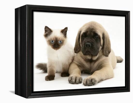 English Mastiff Puppy with Young Birman-Cross Cat-Jane Burton-Framed Premier Image Canvas