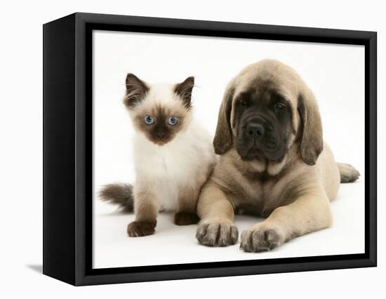 English Mastiff Puppy with Young Birman-Cross Cat-Jane Burton-Framed Premier Image Canvas