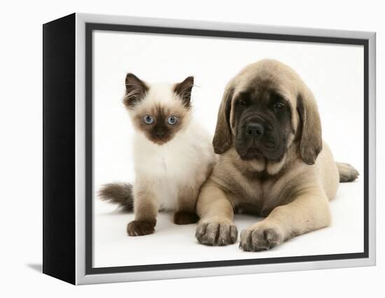 English Mastiff Puppy with Young Birman-Cross Cat-Jane Burton-Framed Premier Image Canvas