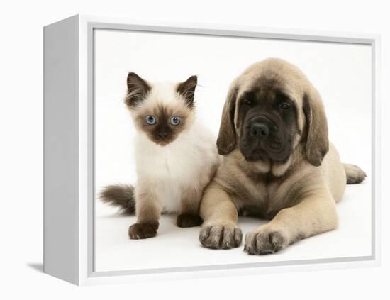 English Mastiff Puppy with Young Birman-Cross Cat-Jane Burton-Framed Premier Image Canvas