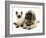 English Mastiff Puppy with Young Birman-Cross Cat-Jane Burton-Framed Photographic Print