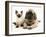 English Mastiff Puppy with Young Birman-Cross Cat-Jane Burton-Framed Photographic Print