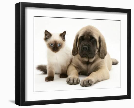 English Mastiff Puppy with Young Birman-Cross Cat-Jane Burton-Framed Photographic Print