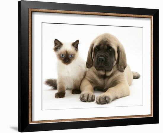 English Mastiff Puppy with Young Birman-Cross Cat-Jane Burton-Framed Photographic Print