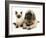 English Mastiff Puppy with Young Birman-Cross Cat-Jane Burton-Framed Photographic Print