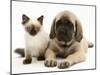 English Mastiff Puppy with Young Birman-Cross Cat-Jane Burton-Mounted Photographic Print