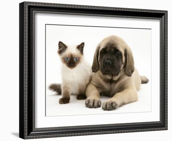 English Mastiff Puppy with Young Birman-Cross Cat-Jane Burton-Framed Photographic Print