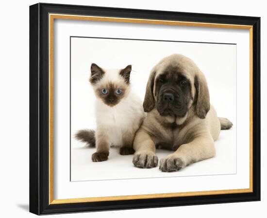 English Mastiff Puppy with Young Birman-Cross Cat-Jane Burton-Framed Photographic Print