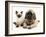 English Mastiff Puppy with Young Birman-Cross Cat-Jane Burton-Framed Photographic Print