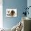 English Mastiff Puppy with Young Birman-Cross Cat-Jane Burton-Photographic Print displayed on a wall