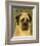 English Mastiff-John Golden-Framed Giclee Print