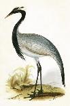 Numidian Crane,  from 'A History of the Birds of Europe Not Observed in the British Isles'-English-Giclee Print