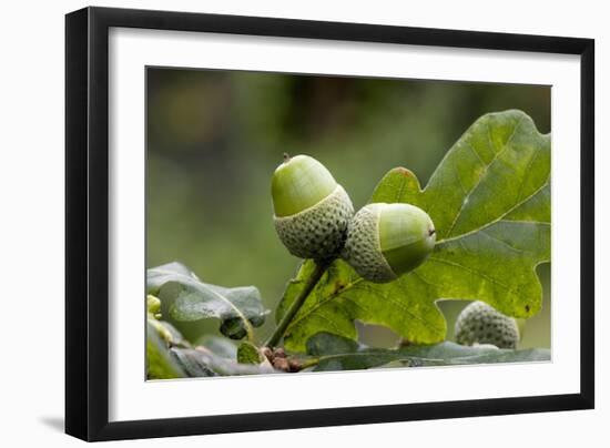 English Oak Acorns (Quercus Robur)-Bob Gibbons-Framed Photographic Print