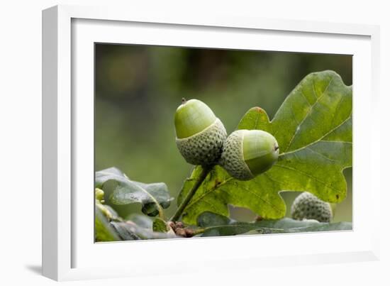 English Oak Acorns (Quercus Robur)-Bob Gibbons-Framed Photographic Print