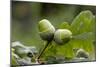 English Oak Acorns (Quercus Robur)-Bob Gibbons-Mounted Photographic Print