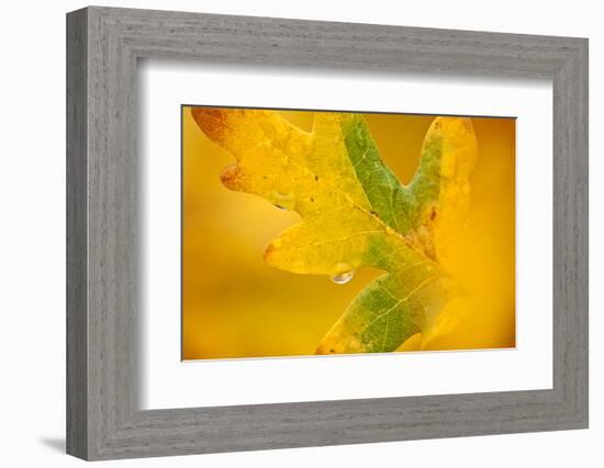 English Oak {Quercus Robur} Leaf in Autumn, Donisthorpe, the National Forest, Leicestershire, UK-Ross Hoddinott-Framed Photographic Print