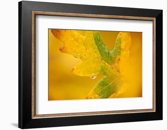 English Oak {Quercus Robur} Leaf in Autumn, Donisthorpe, the National Forest, Leicestershire, UK-Ross Hoddinott-Framed Photographic Print