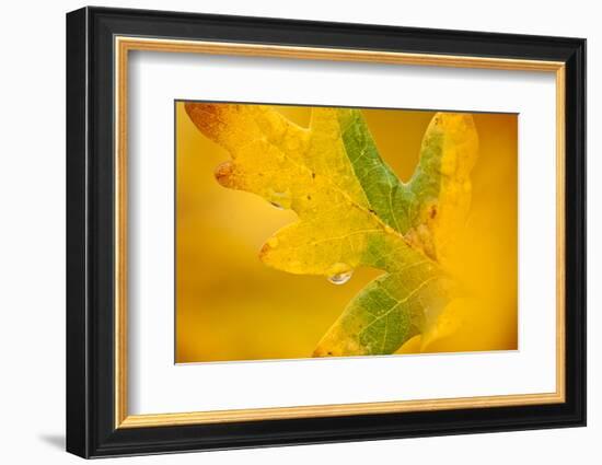 English Oak {Quercus Robur} Leaf in Autumn, Donisthorpe, the National Forest, Leicestershire, UK-Ross Hoddinott-Framed Photographic Print