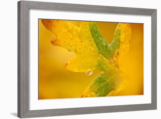 English Oak {Quercus Robur} Leaf in Autumn, Donisthorpe, the National Forest, Leicestershire, UK-Ross Hoddinott-Framed Photographic Print