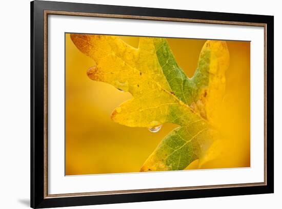 English Oak {Quercus Robur} Leaf in Autumn, Donisthorpe, the National Forest, Leicestershire, UK-Ross Hoddinott-Framed Photographic Print