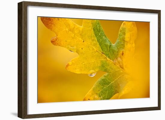 English Oak {Quercus Robur} Leaf in Autumn, Donisthorpe, the National Forest, Leicestershire, UK-Ross Hoddinott-Framed Photographic Print