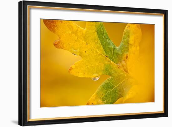 English Oak {Quercus Robur} Leaf in Autumn, Donisthorpe, the National Forest, Leicestershire, UK-Ross Hoddinott-Framed Photographic Print