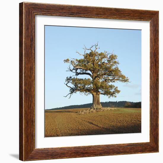 English Oak (Quercus Robur) Standing Solitary in a Field in Winter. Surrey, UK, November-Mark Taylor-Framed Photographic Print