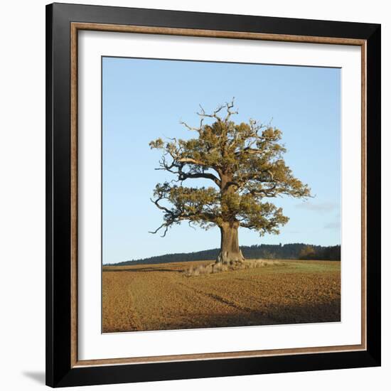 English Oak (Quercus Robur) Standing Solitary in a Field in Winter. Surrey, UK, November-Mark Taylor-Framed Photographic Print